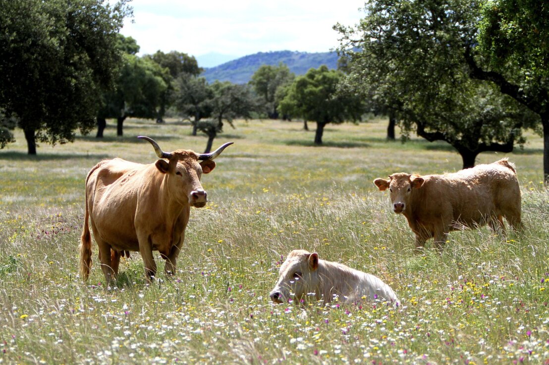 Extremadura